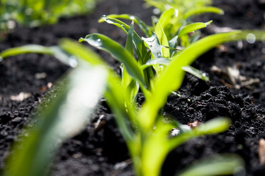 Feed Your Sweet Corn the Right Way