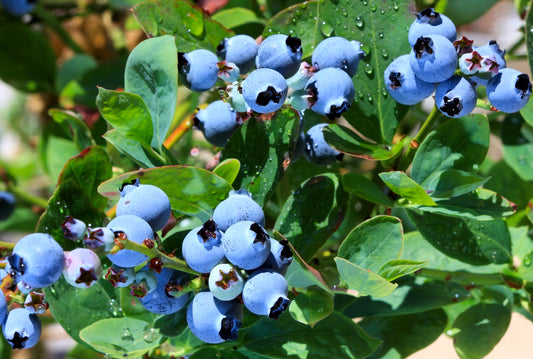 Scorch Virus Prevention: Beyond Chemicals