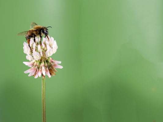 Insectaries & Cover Crops