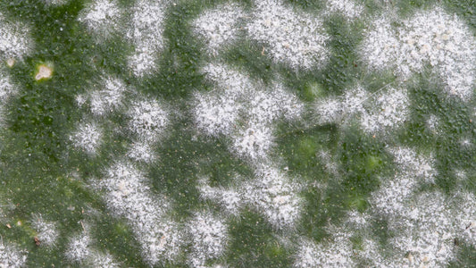 Managing Fungicide Resistance in Blueberries