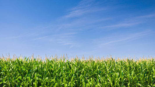 Potassium Deficiency in Forage Corn