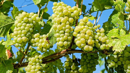 Nutrition in the Vineyard