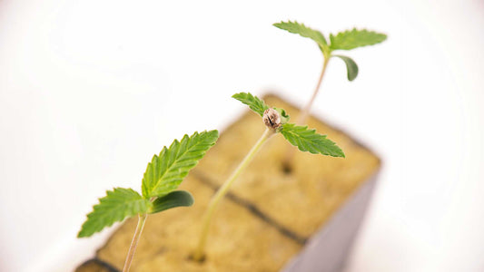 Stone Wool for Healthy Roots and Productive Plants