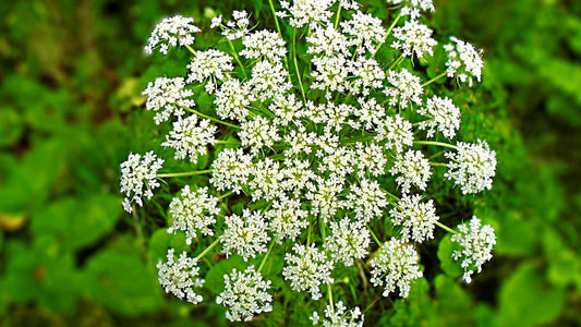 Watch Out For These Weeds