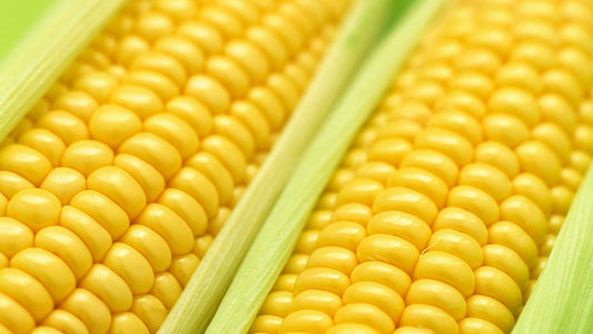 Sweet Corn Weed Control