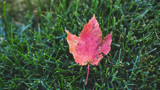 Summer to Fall Fertilizers