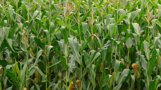Phosphorus Deficiency