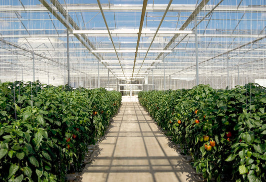 Root Disease - Prevention is Key
