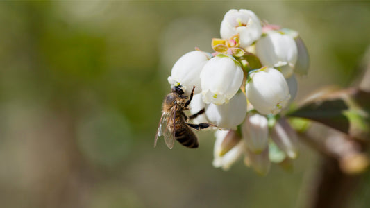 Growing high-grade berries in hot spring weather