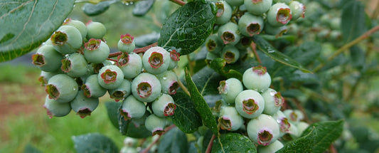 Maximize Your Blueberry Yield with Timely Nutrient Support