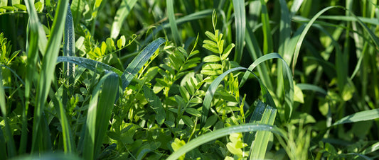 Cover Crops in Double Cropping: How to Choose the Right One