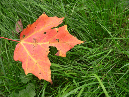 Fall is the Best Season