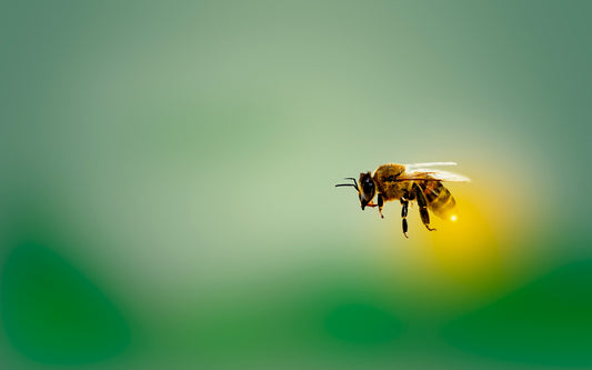 Educated Farming Practices Help Bees