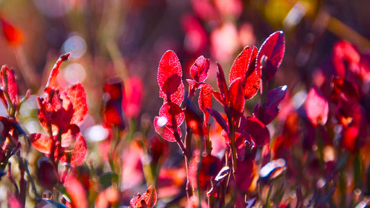 Fall Program for Berries