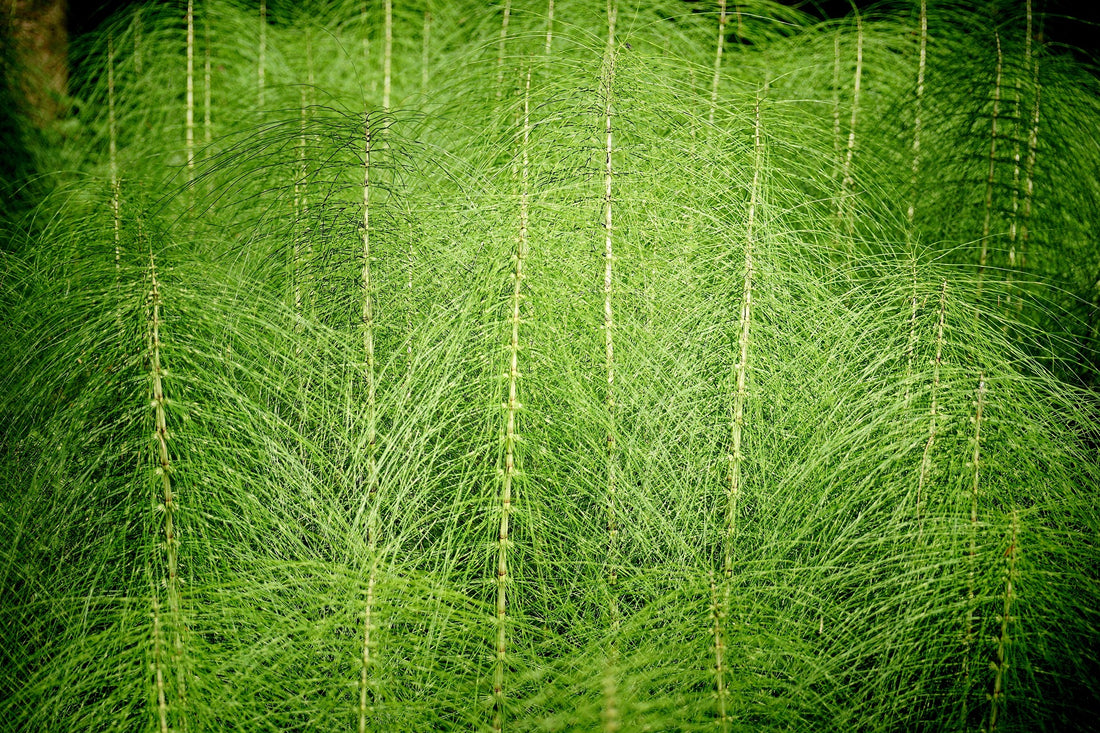 Everything About Horsetail