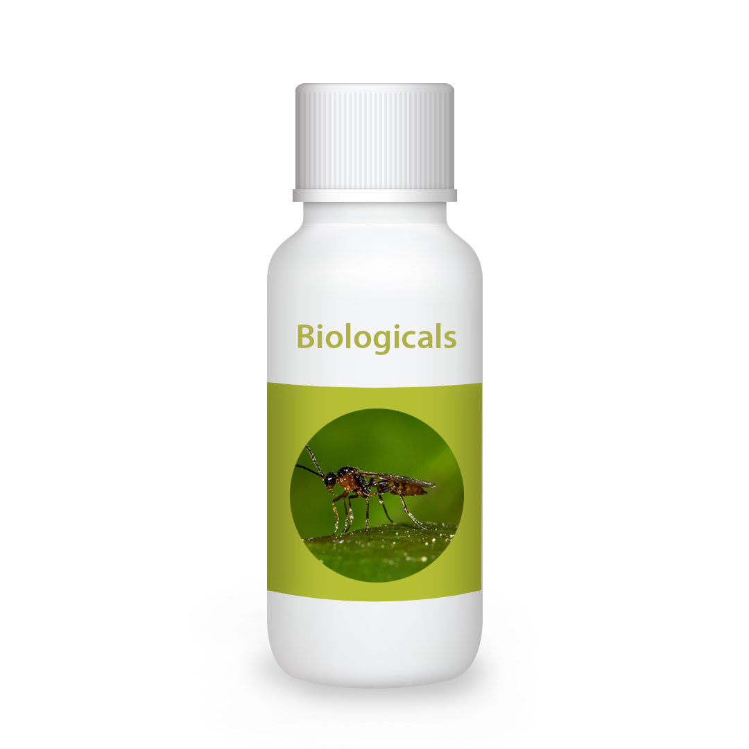 Bio Ervi