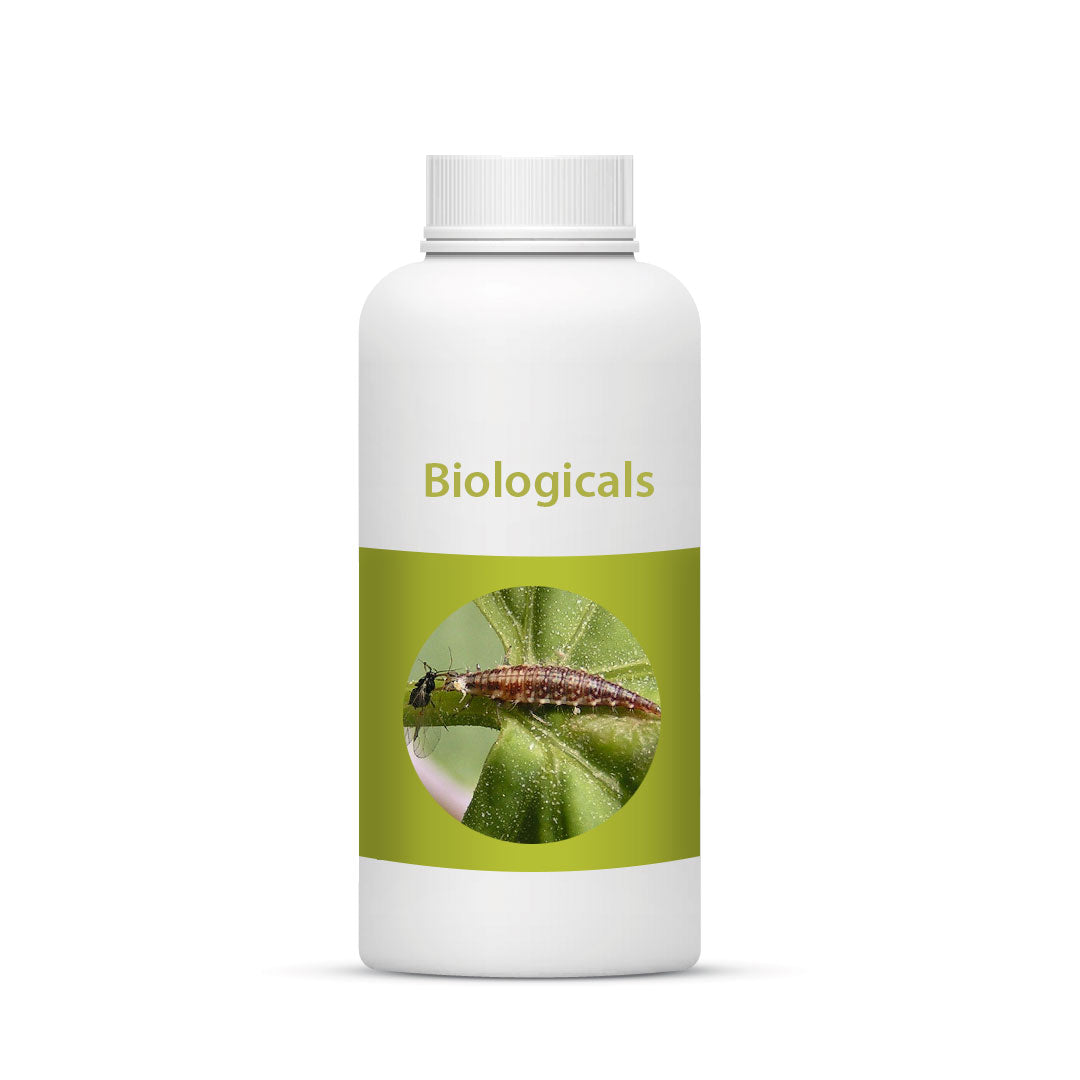 Bio Green Lacewing Larvae