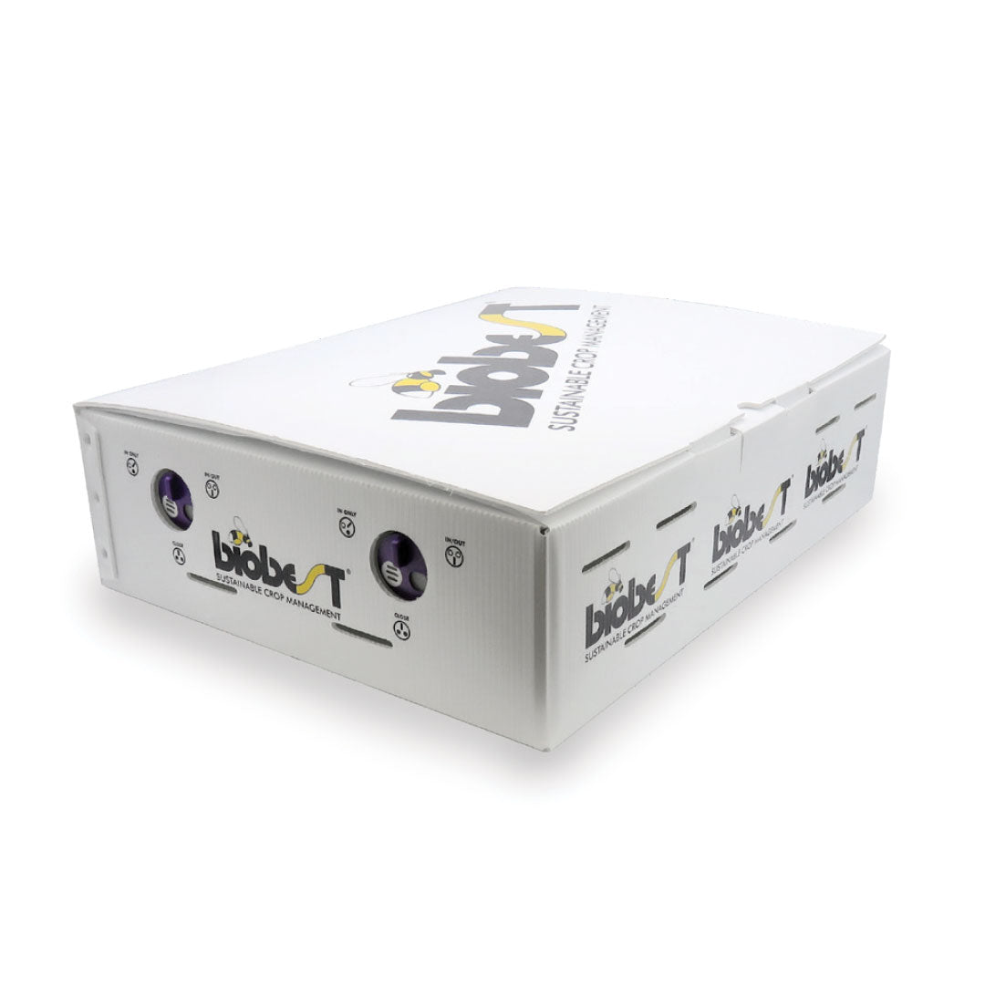 Bumblebee 4-Pak Bombus Huntii