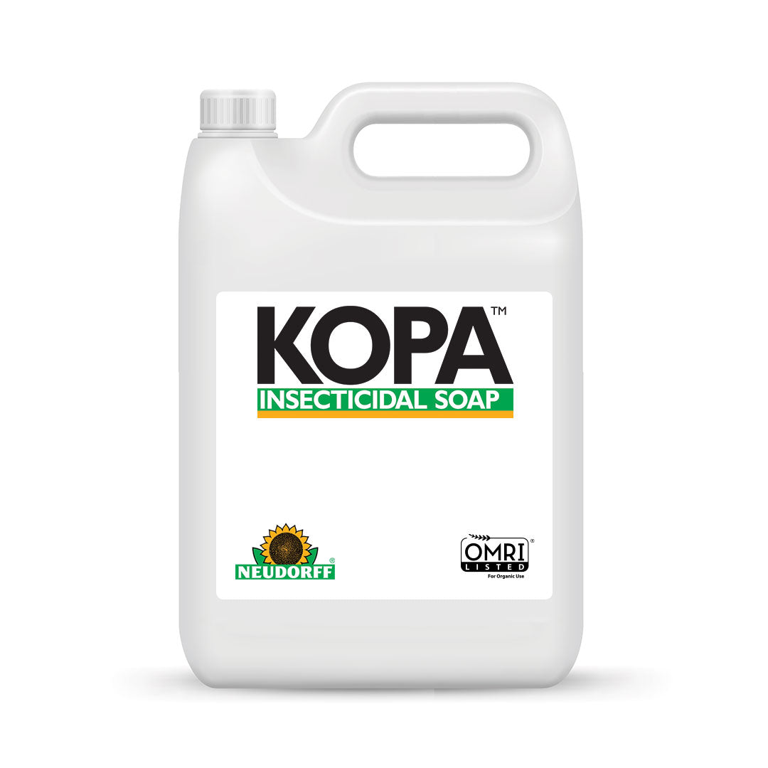 Kopa