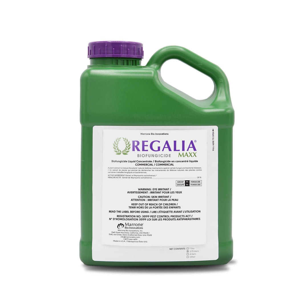 Regalia Maxx