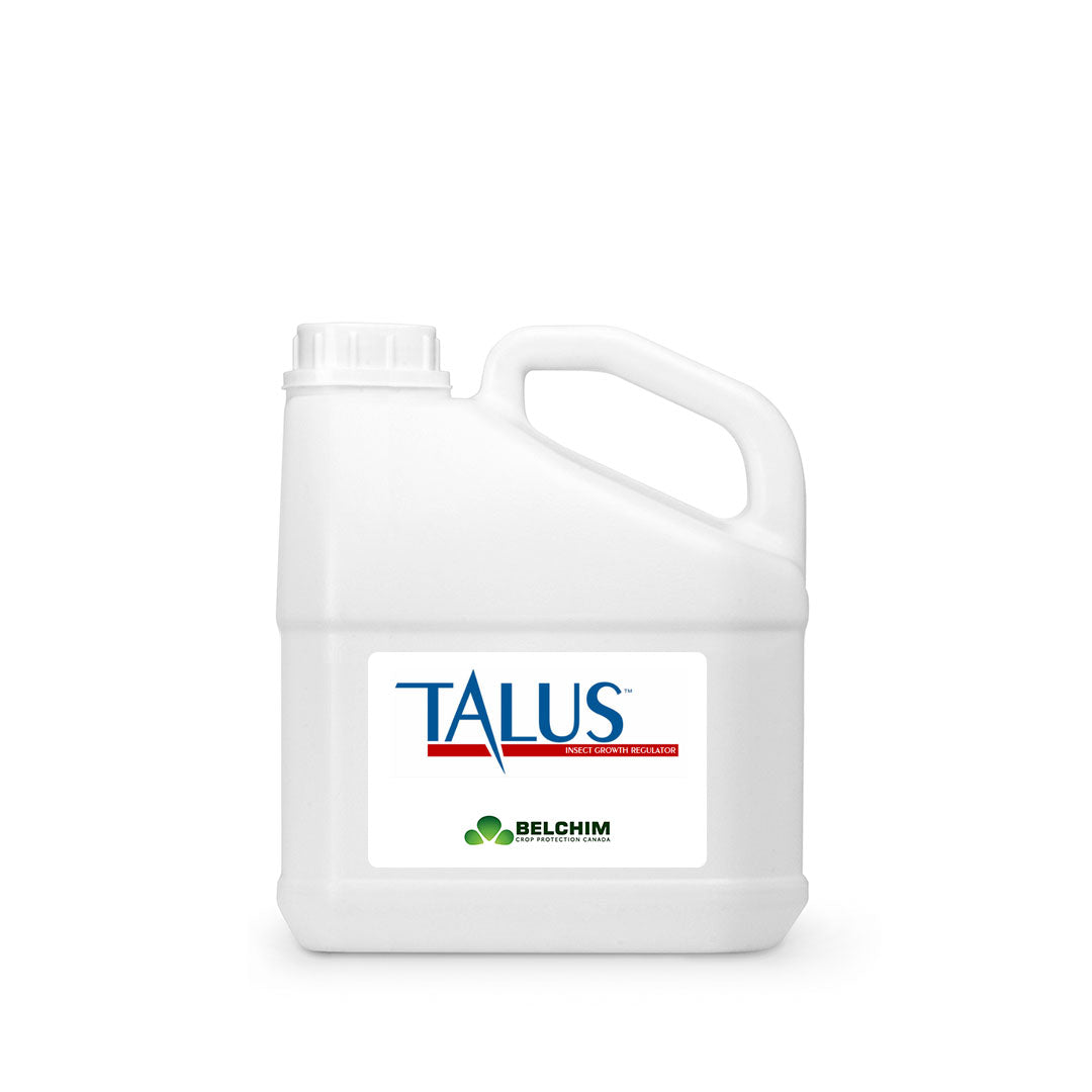 Talus