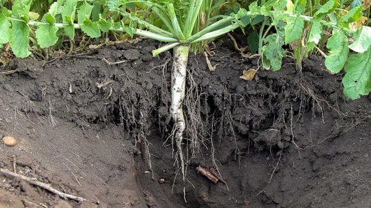 Start Thinking About Cover Crops Now!