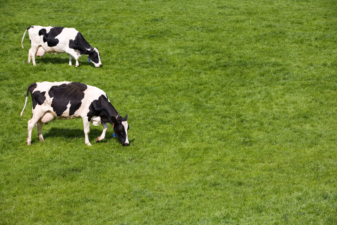 How to Overseed Pasture