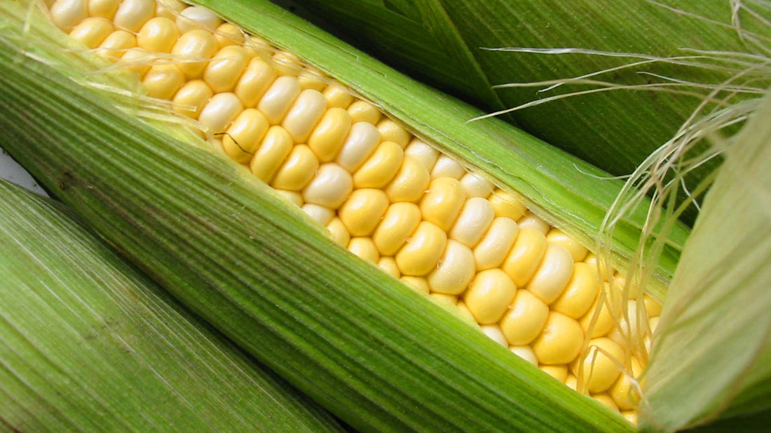 Factors in Sweet Corn Production