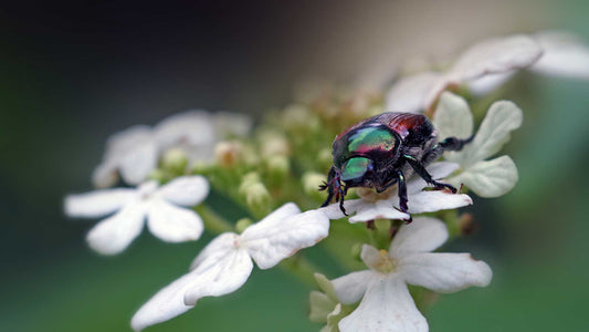 Beware of the Japanese Beetle