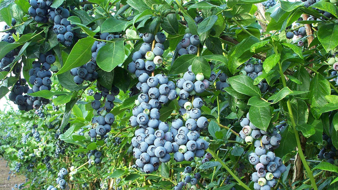Fertigation in Blueberries