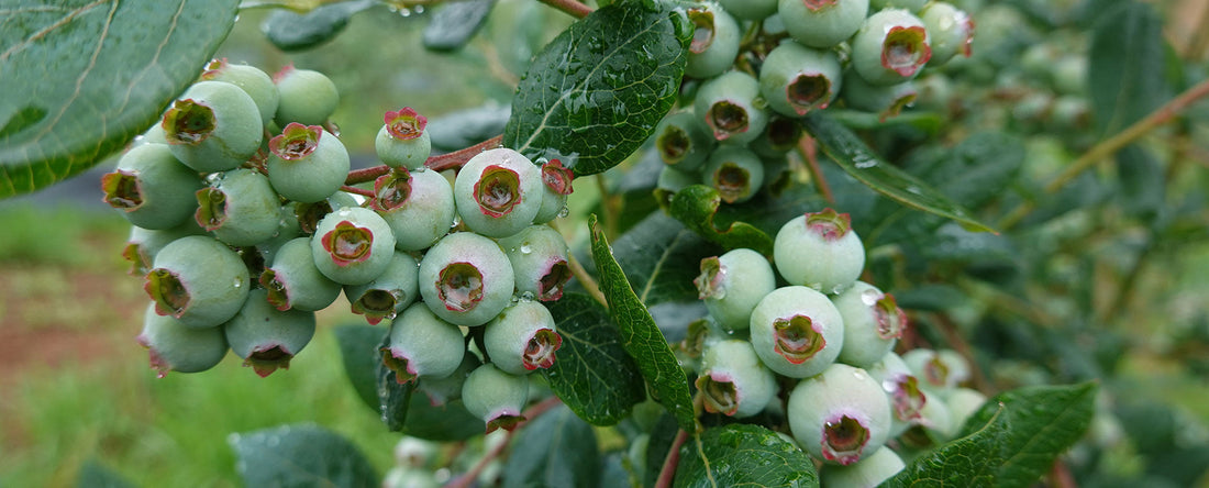 Maximize Your Blueberry Yield with Timely Nutrient Support