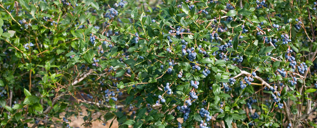 Managing Botrytis Fruit Rot Fungicide Resistance in Berry Crops