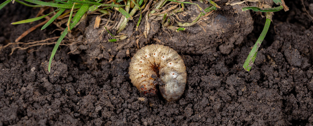 Chafer Beetles: Protect Your Turf, Protect Your Investment