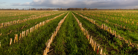 Your Fields Don’t Stop Working Over Winter - Cover Your Ground, Capture More, Grow More