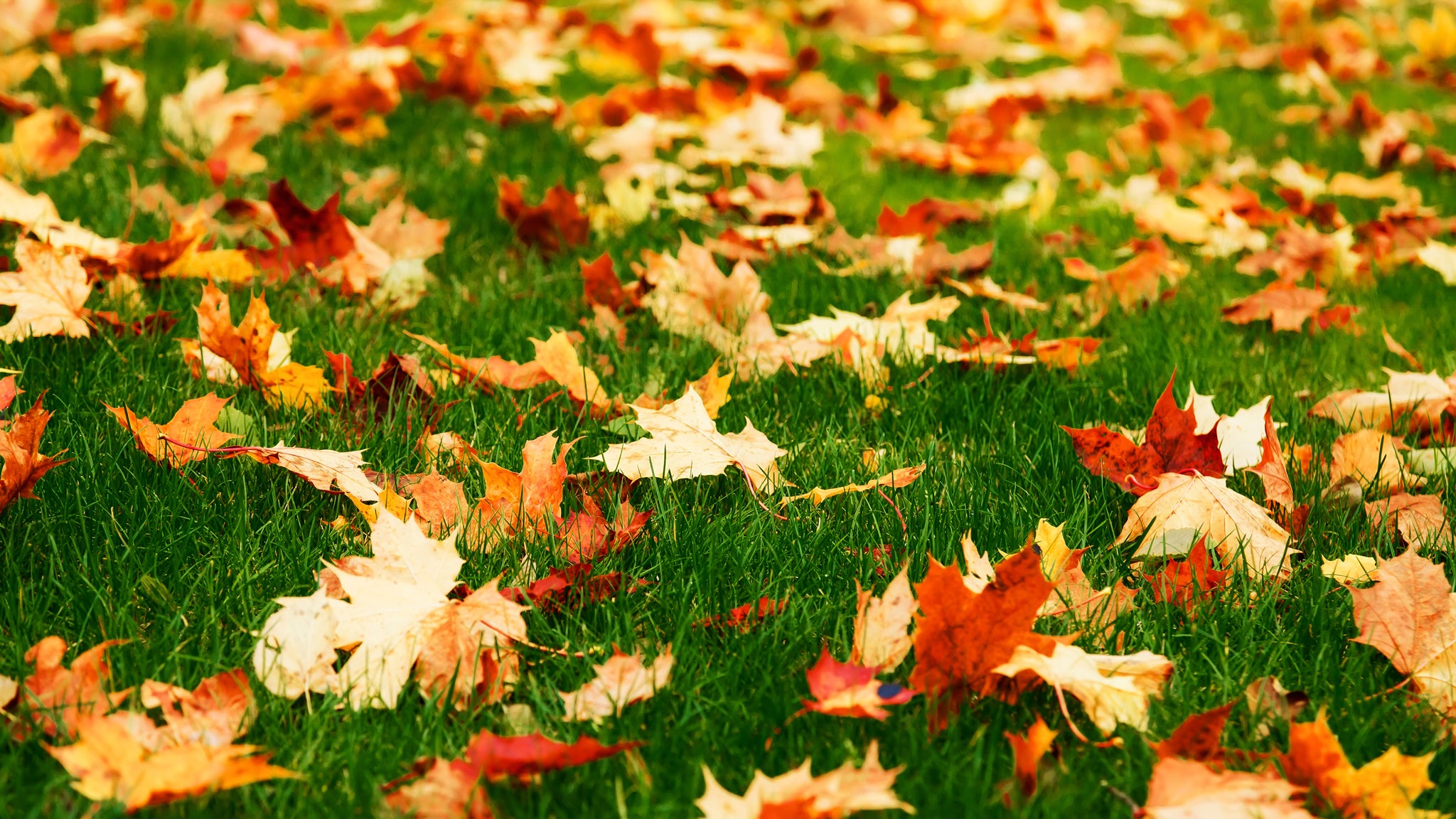 What Lawns Need This Fall – TerraLink