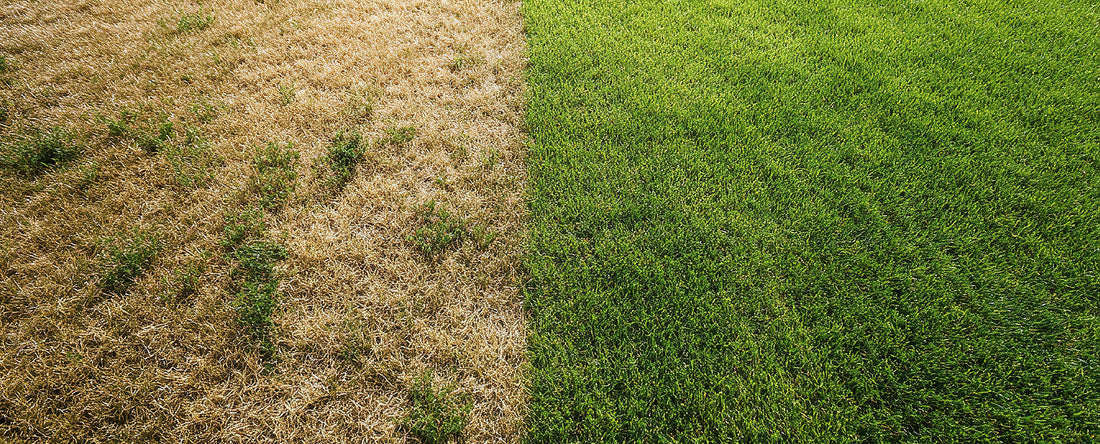 Summer has taken its toll - Help your lawn recover this fall
