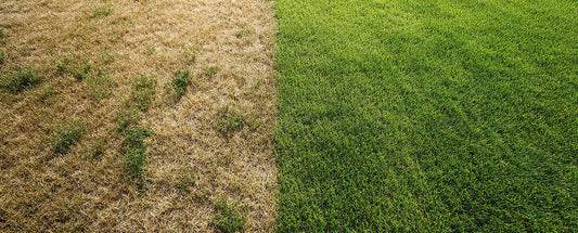 Summer has taken its toll - Help your lawn recover this fall