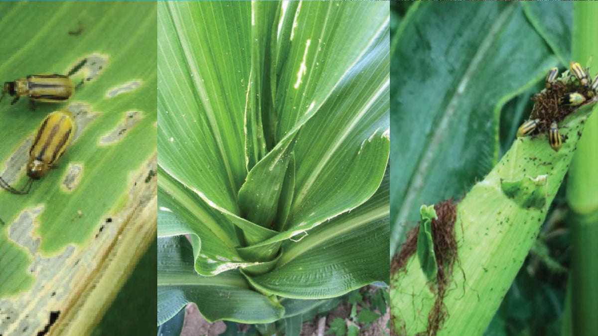 Corn Rootworm Protection Western Rootworm in Corn – TerraLink
