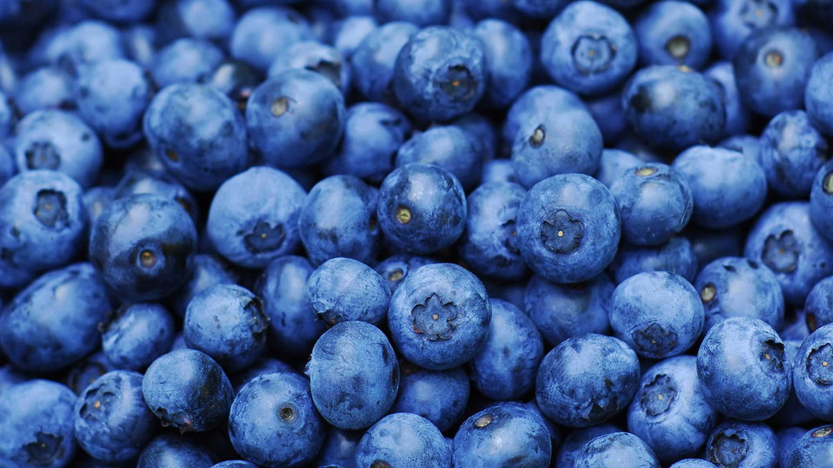 Highbush Blueberry Post Harvest Nutrition – TerraLink