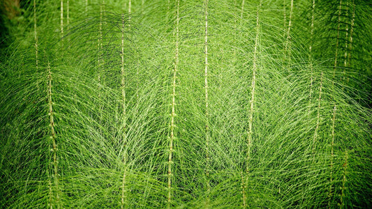 Controlling Horsetail