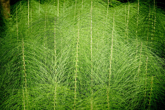Everything About Horsetail