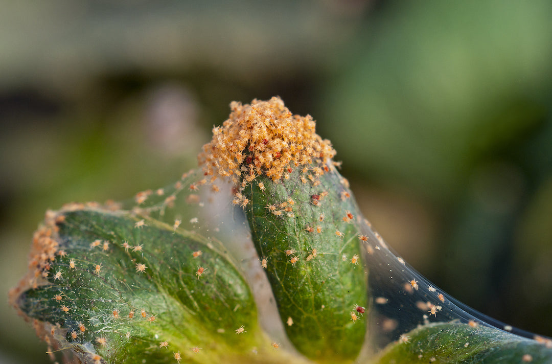 Reduce spider mite pressure for next year, this year!