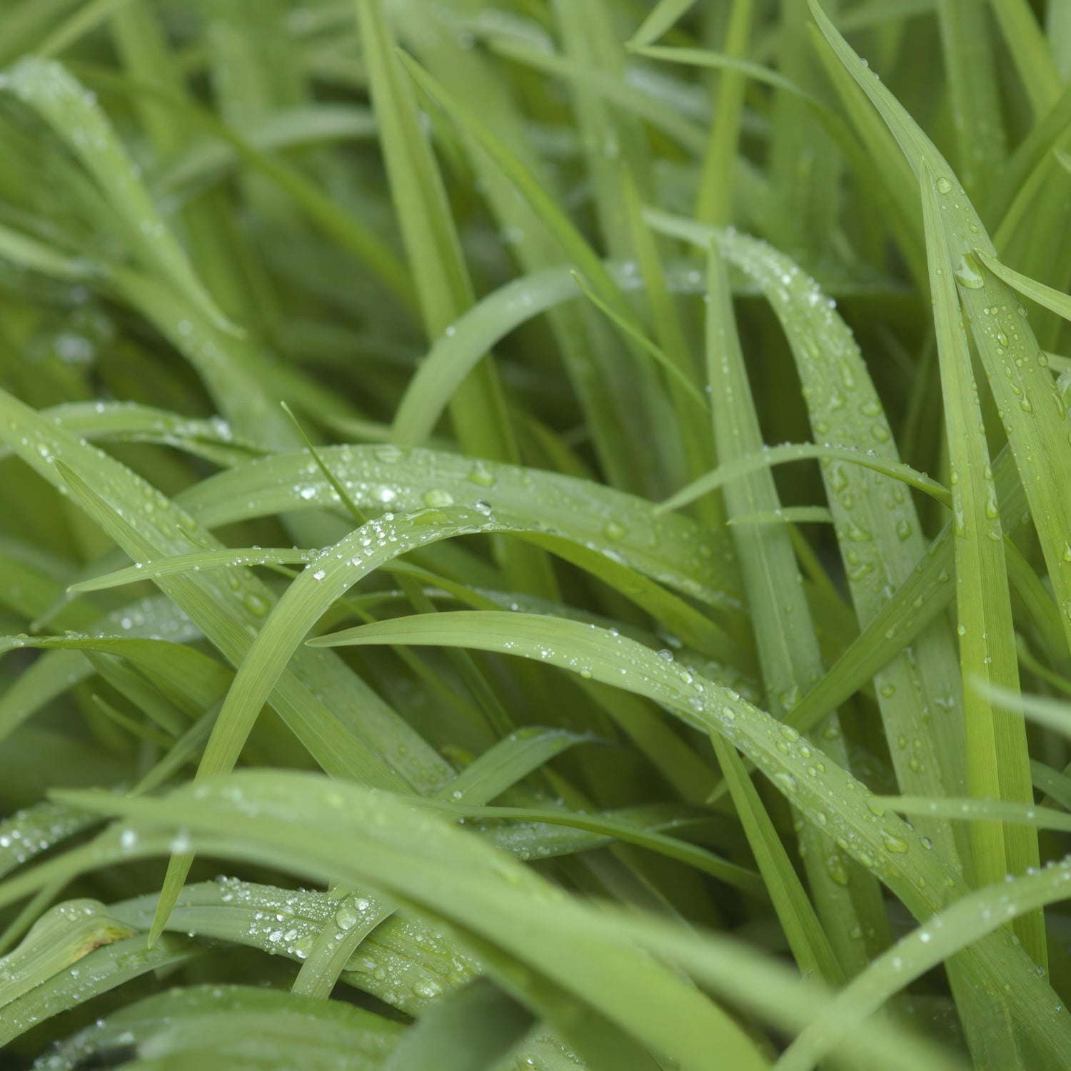 Cover Crops