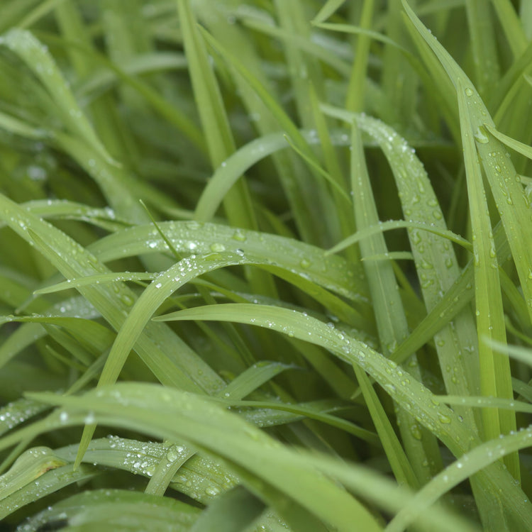 Cover Crops